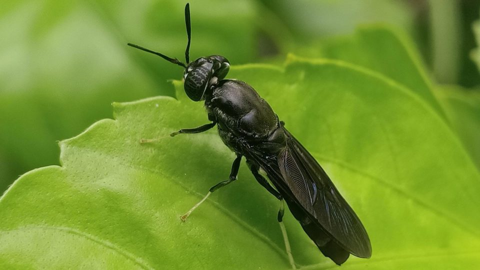 Black Soldier Fly