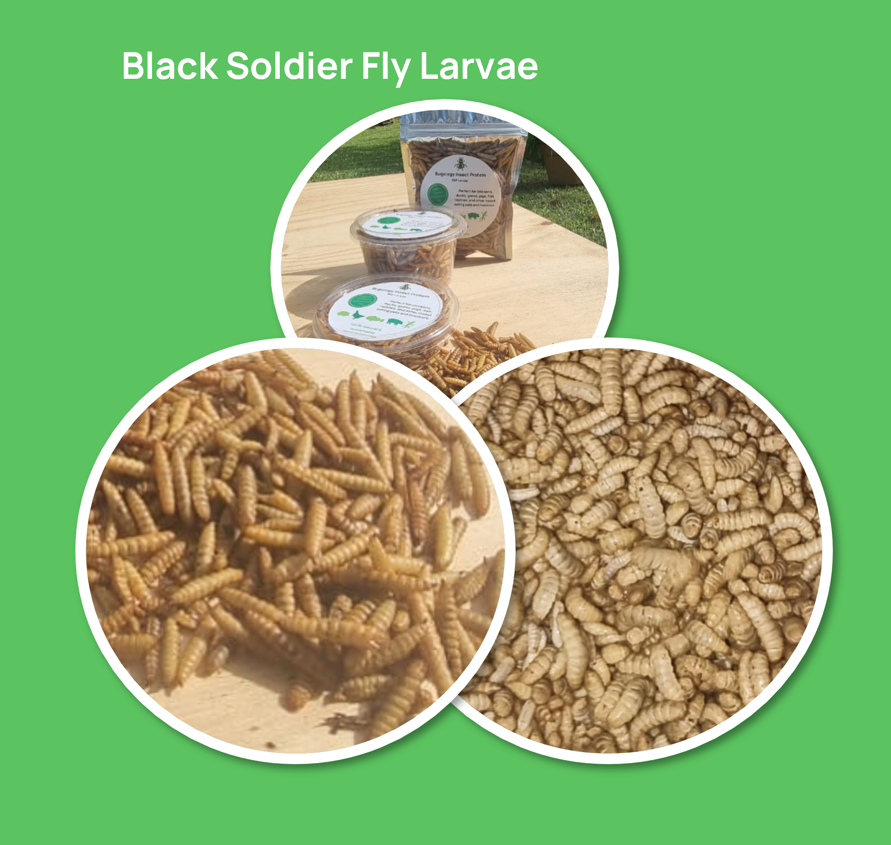 BugologyProducts-BSFL